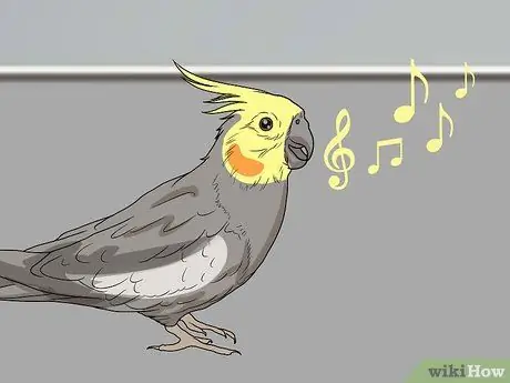 Выявление признаков болезни у кореллы Шаг 3