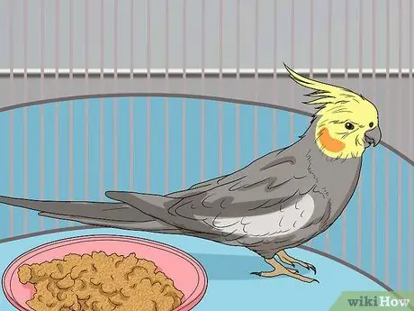 Выявление признаков болезни у кореллы Шаг 5