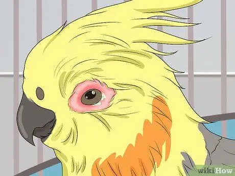 Выявление признаков болезни у кореллы Шаг 8