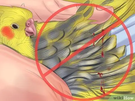 Ухаживать за кореллой, шаг 13