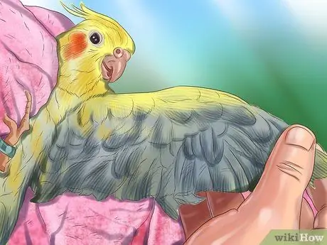 Ухаживать за кореллой Шаг 15