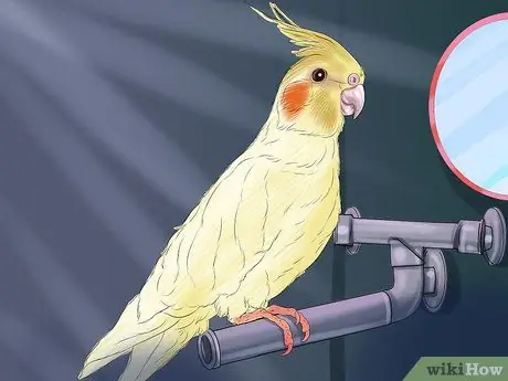 Ухаживать за кореллой, шаг 2