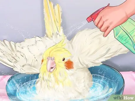 Ухаживать за кореллой, шаг 3