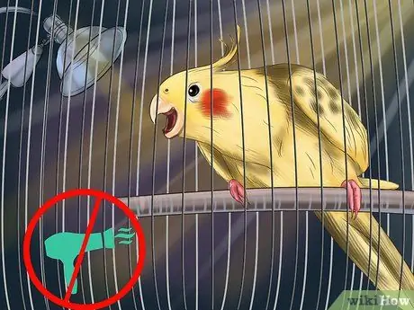 Ухаживать за кореллой, шаг 5