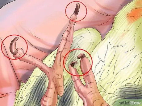 Ухаживать за кореллой, шаг 6