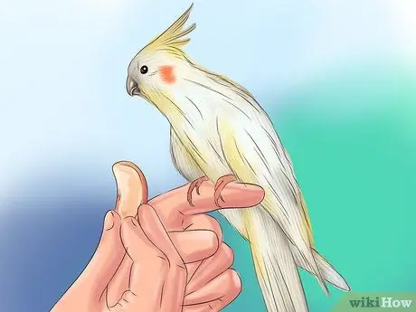 Ухаживать за кореллой Шаг 8