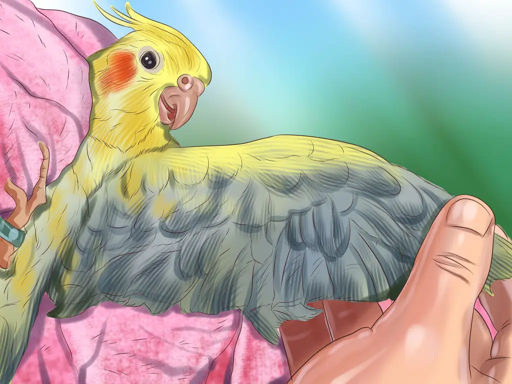 3 способа ухаживать за кореллой