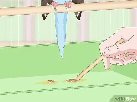 Посмотрите, заболел ли ваш домашний попугайчик Шаг 10