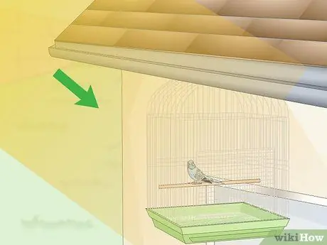 Посмотрите, заболел ли ваш домашний попугайчик Шаг 16