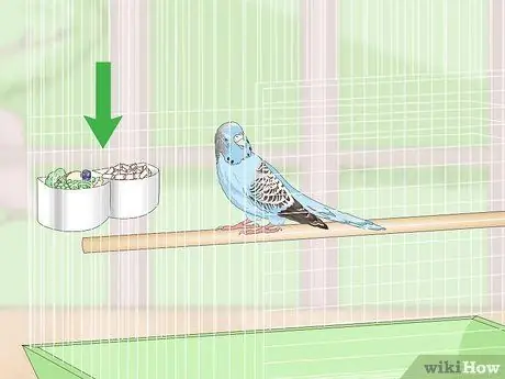 Посмотрите, заболел ли ваш домашний попугайчик Шаг 3