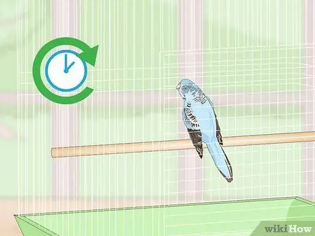 Посмотрите, заболел ли ваш домашний попугайчик Шаг 4