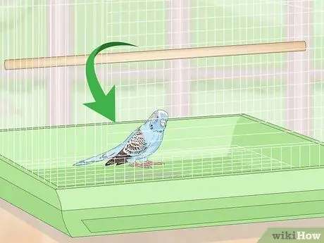 Посмотрите, заболел ли ваш домашний попугайчик Шаг 5