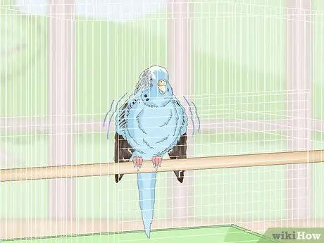 Посмотрите, заболел ли ваш домашний попугайчик Шаг 7