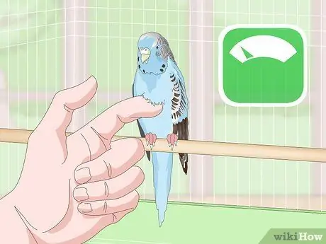 Посмотрите, заболел ли ваш домашний попугайчик Шаг 9