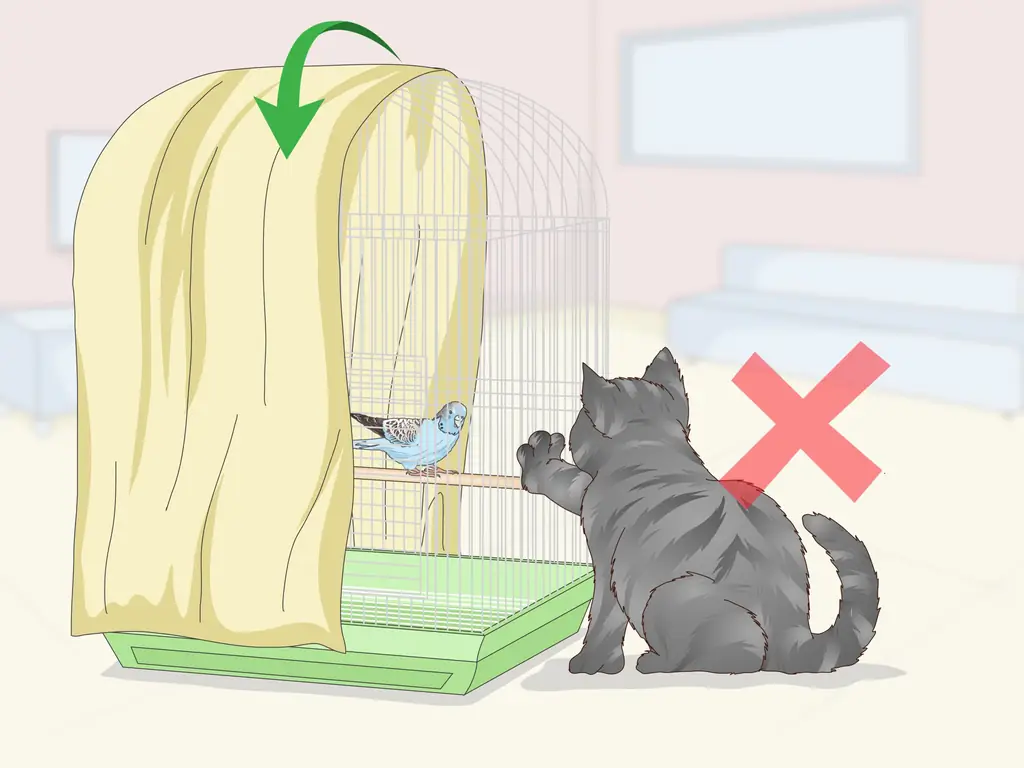 3 способа узнать, болен ли ваш домашний попугайчик