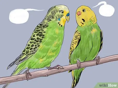 Научите попугаев говорить. Шаг 1