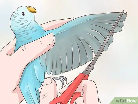 Не допускайте попадания попугая в клетку Шаг 2