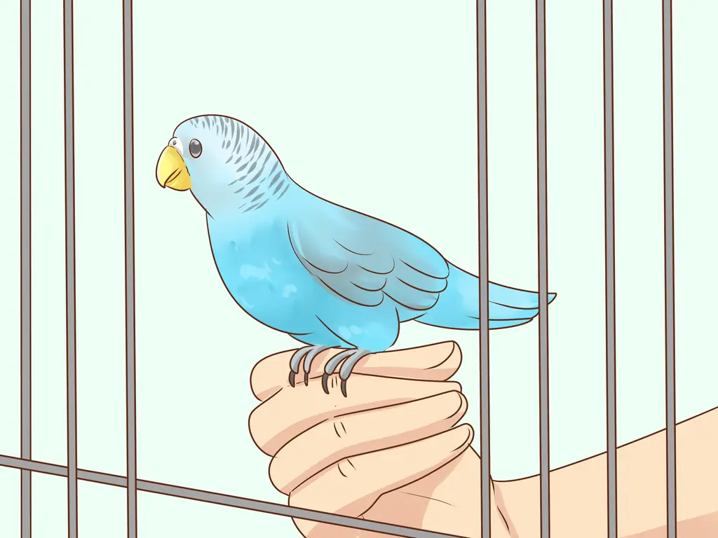 Как уберечь попугая от клетки
