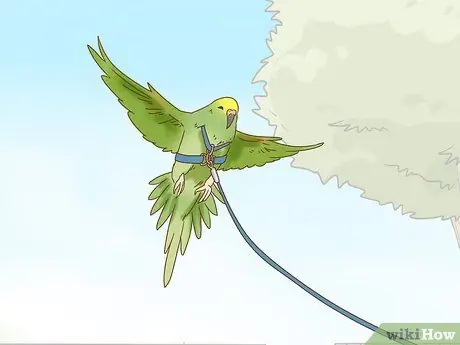 Развлекайся с маленькой птичкой Шаг 10