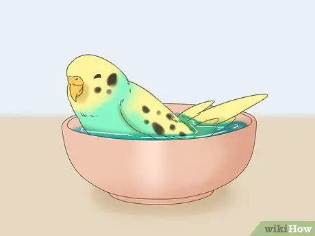 Развлекайся с маленькой птичкой, шаг 2