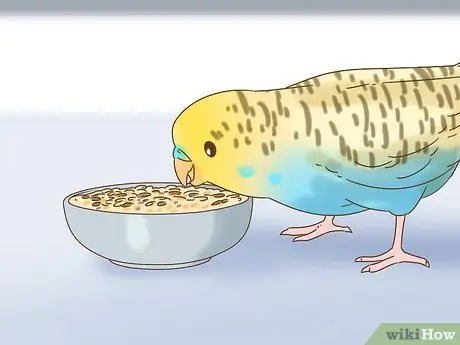 Развлекайся с маленькой птичкой Шаг 9