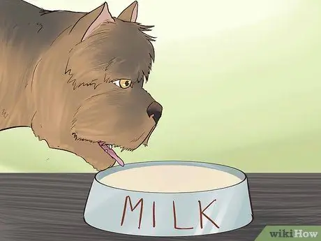 Покормить щенка Йорки Шаг 1