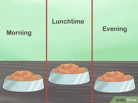 Покормить щенка йорка Шаг 10