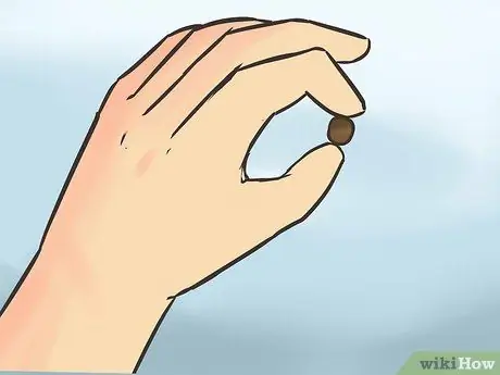 Покормить щенка Йорки Шаг 7