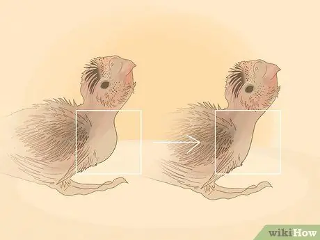 Покормить маленького волнистого попугайчика Шаг 10