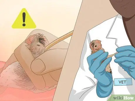 Покормите маленького волнистого попугайчика, шаг 12