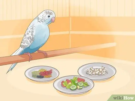 Покормить маленького волнистого попугайчика Шаг 13