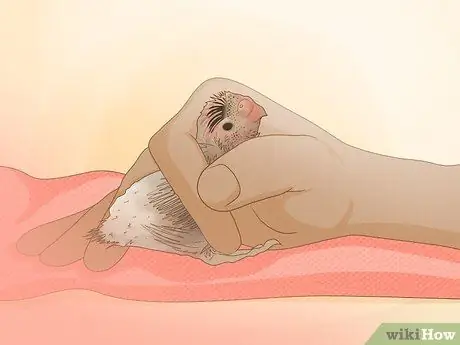 Покормить маленького волнистого попугайчика Шаг 5