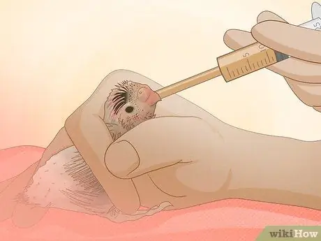 Покормите маленького волнистого попугайчика, шаг 6