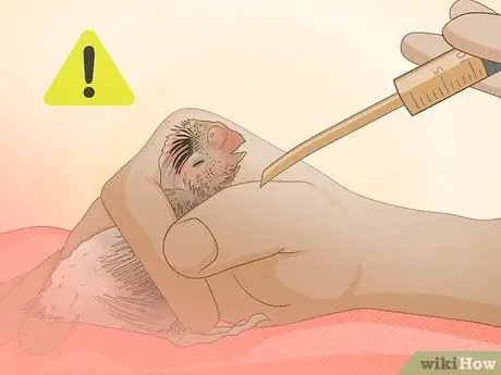 Покормить маленького волнистого попугайчика Шаг 8