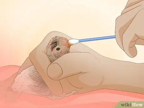 Покормить маленького волнистого попугайчика Шаг 9