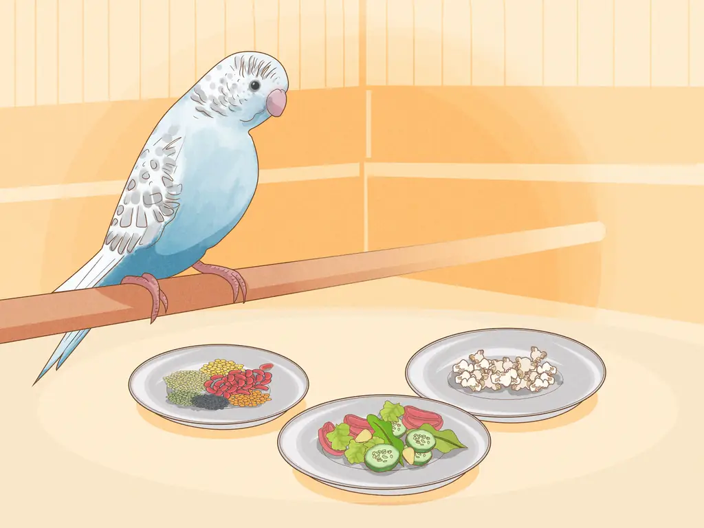 Кормление маленьких попугаев: пошаговое руководство