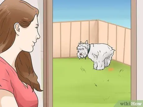 Уход за йоркширским терьером Шаг 1