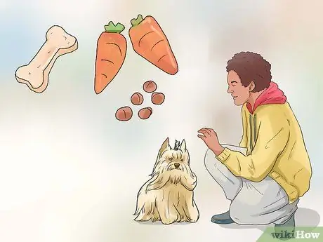 Уход за йоркширским терьером Шаг 12