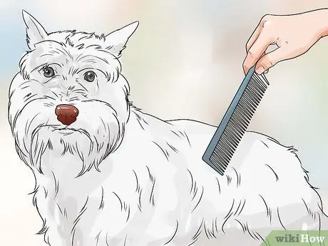 Уход за йоркширским терьером Шаг 13