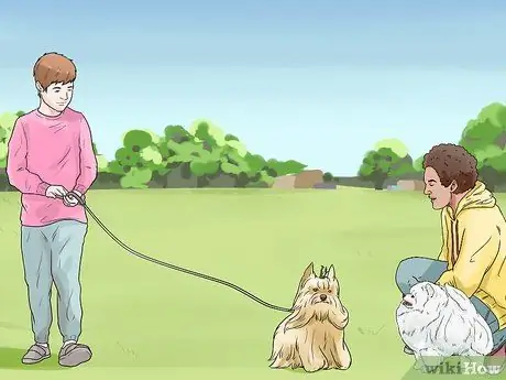 Уход за йоркширскими терьерами Шаг 2