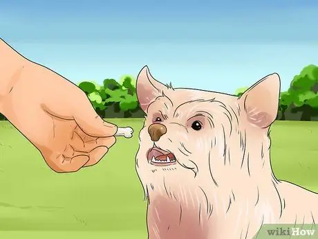 Уход за йоркширским терьером Шаг 4