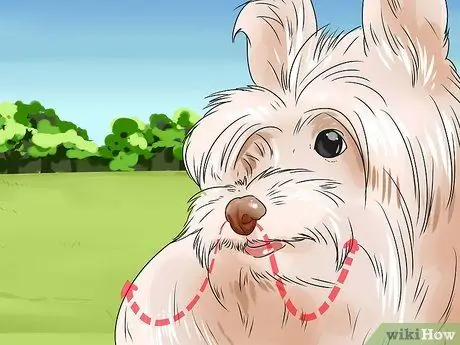 Уход за йоркширским терьером Шаг 9