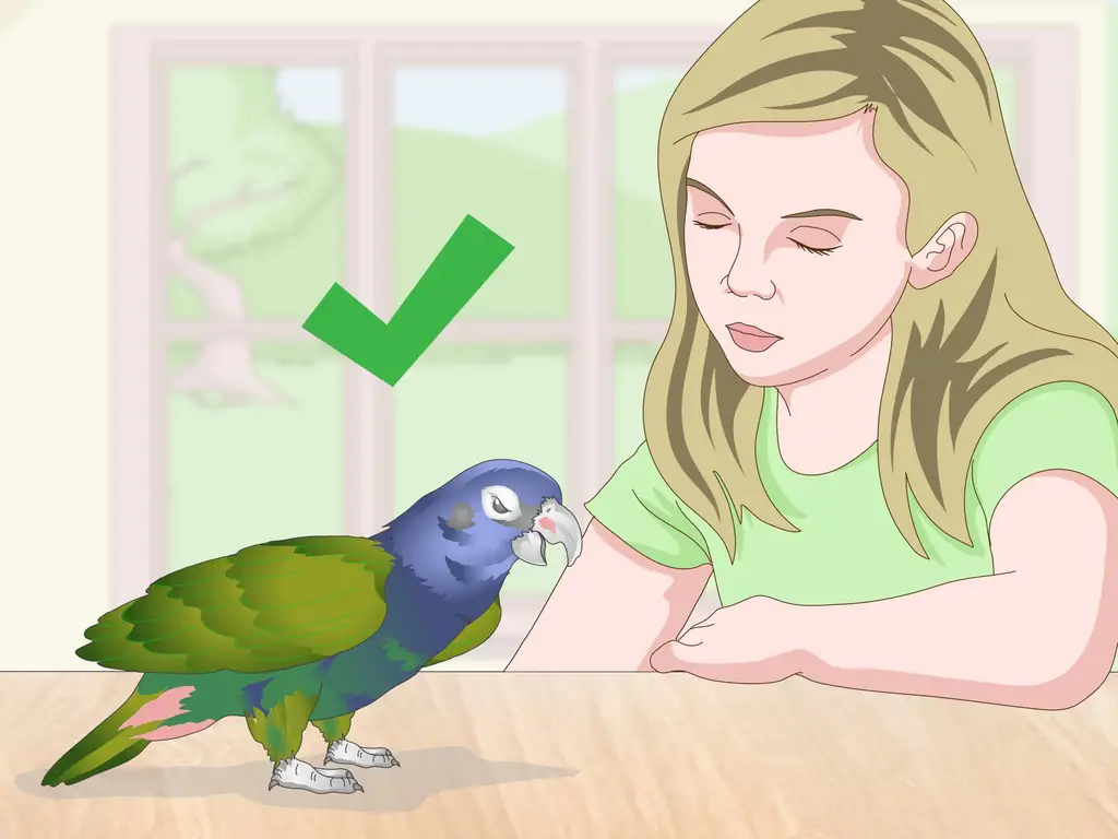 Как погладить птицу: 9 шагов (с иллюстрациями)