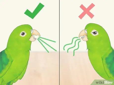 Взаимодействуйте с вашим Parrotlet Step 10