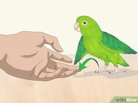 Взаимодействуйте с вашим Parrotlet Step 11