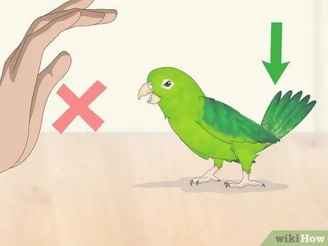 Взаимодействуйте с вашим Parrotlet Step 12