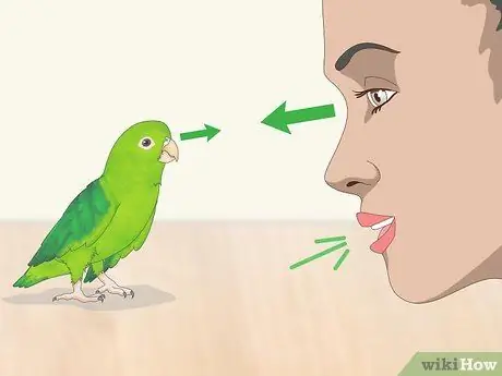 Взаимодействуйте с вашим Parrotlet Step 13
