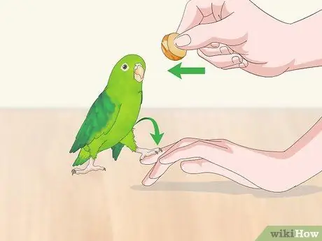 Взаимодействуйте с вашим Parrotlet Step 5