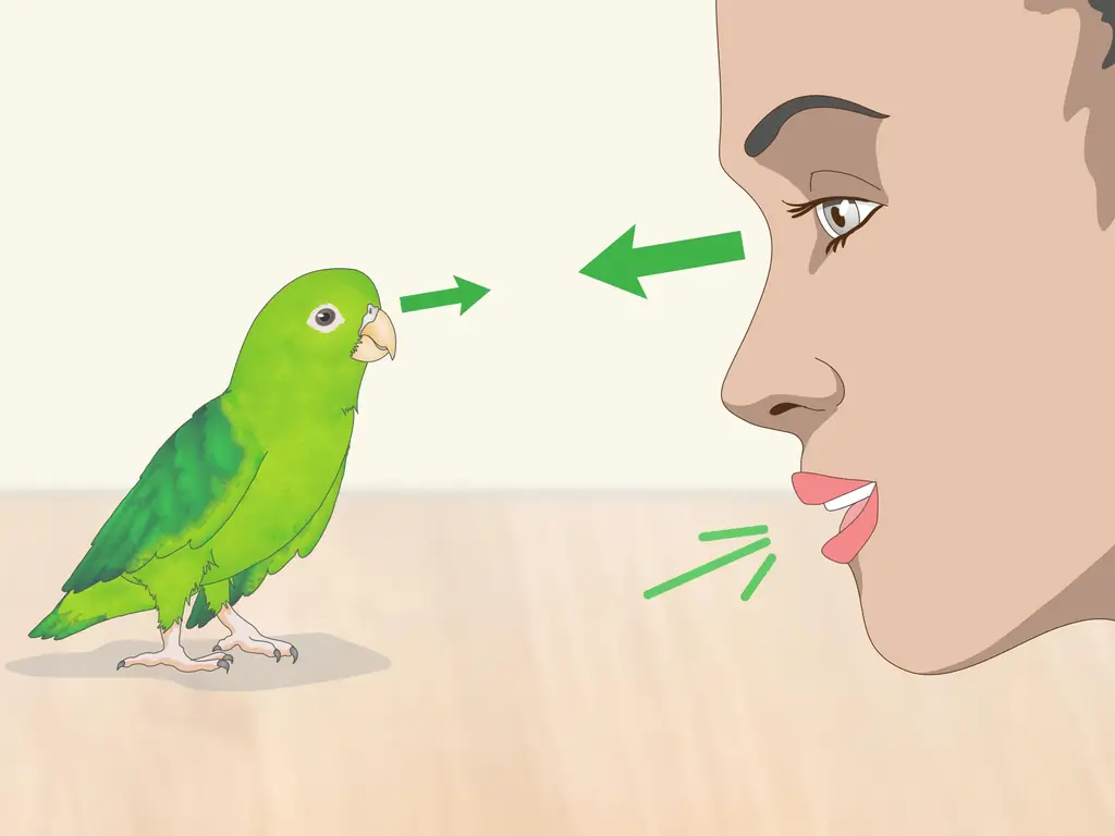 3 способа взаимодействия с попугаем