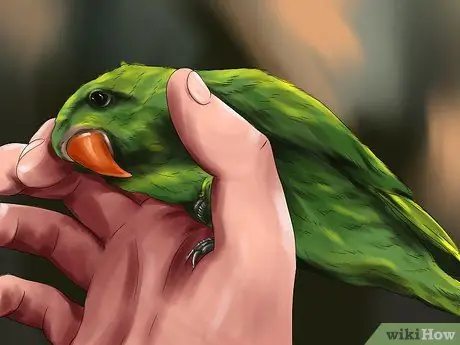 Поднять уютную птицу Шаг 2 Поднять уютную птицу Шаг 2